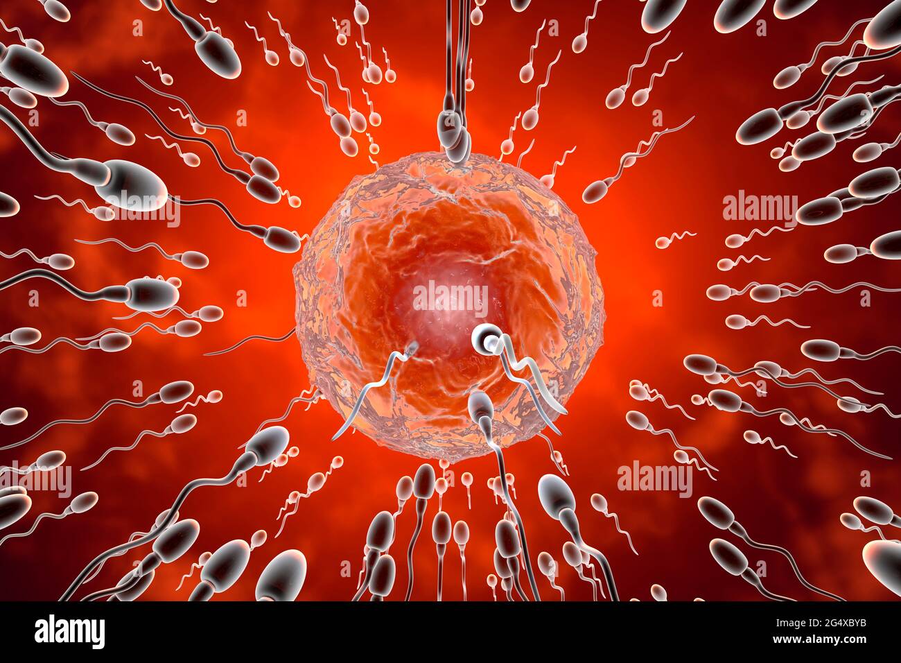 Cellule di sperma che corrono fino all'uovo per la fertilizzazione Foto Stock