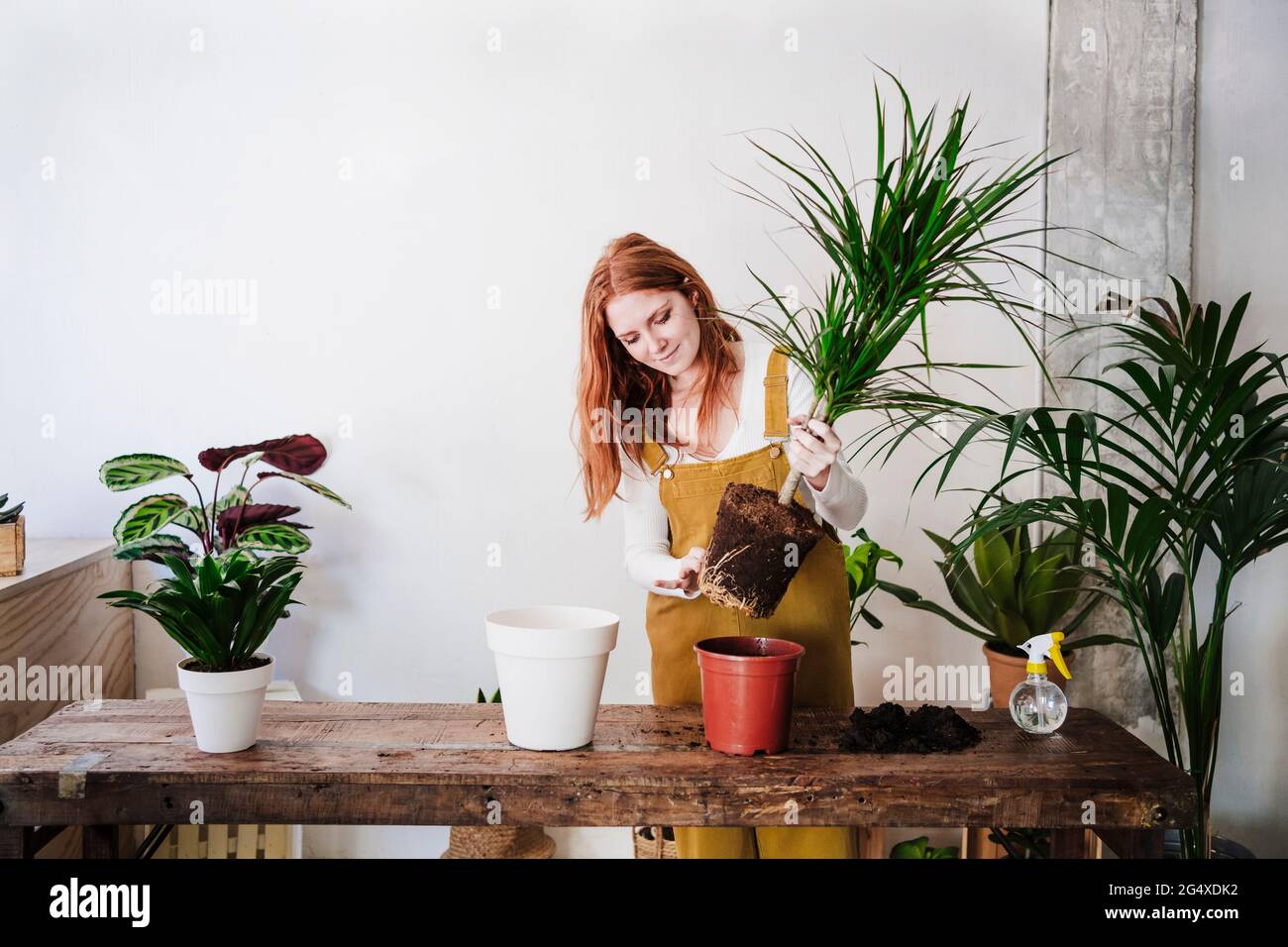 Donna redhead che pianta sul tavolo a casa Foto Stock