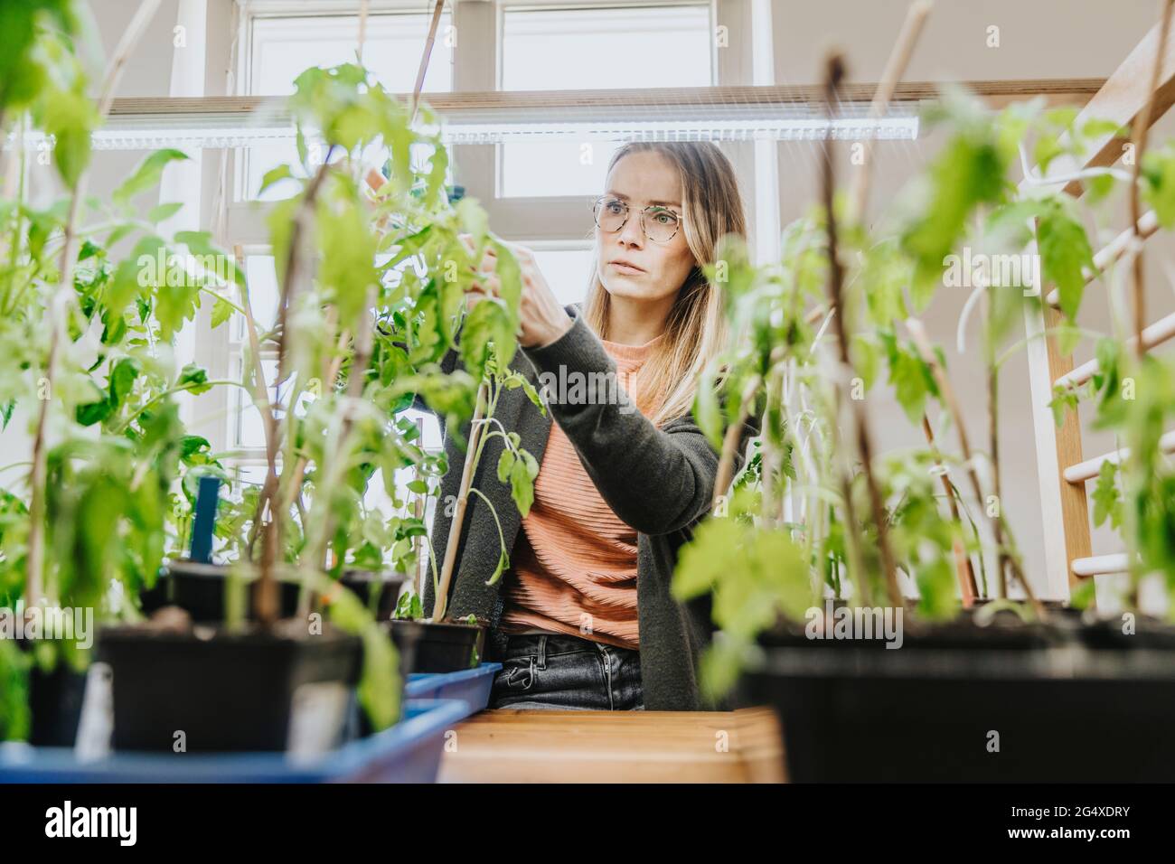 Donna che esamina le piante di pomodoro sotto la luce a casa Foto Stock