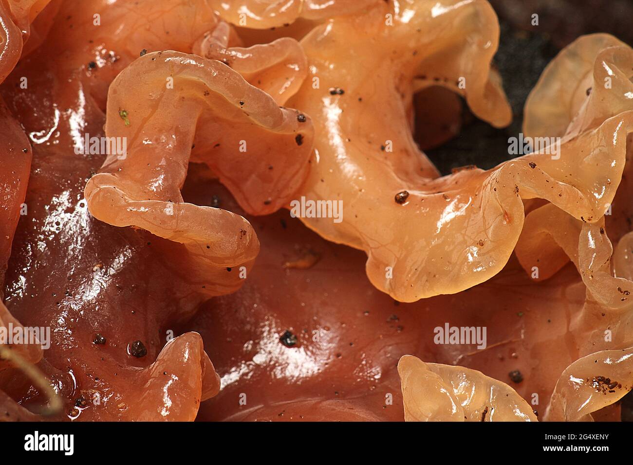 Fungo del cervello della gelatina (Phaeotremella foliocea) Foto Stock