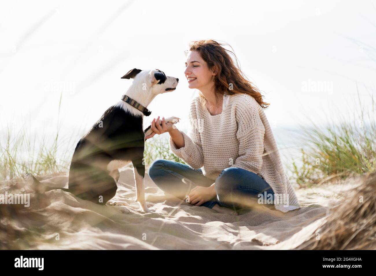 Jack Russell Terrior cane fare stretta di mano con la donna sulla sabbia in spiaggia durante il giorno di sole Foto Stock