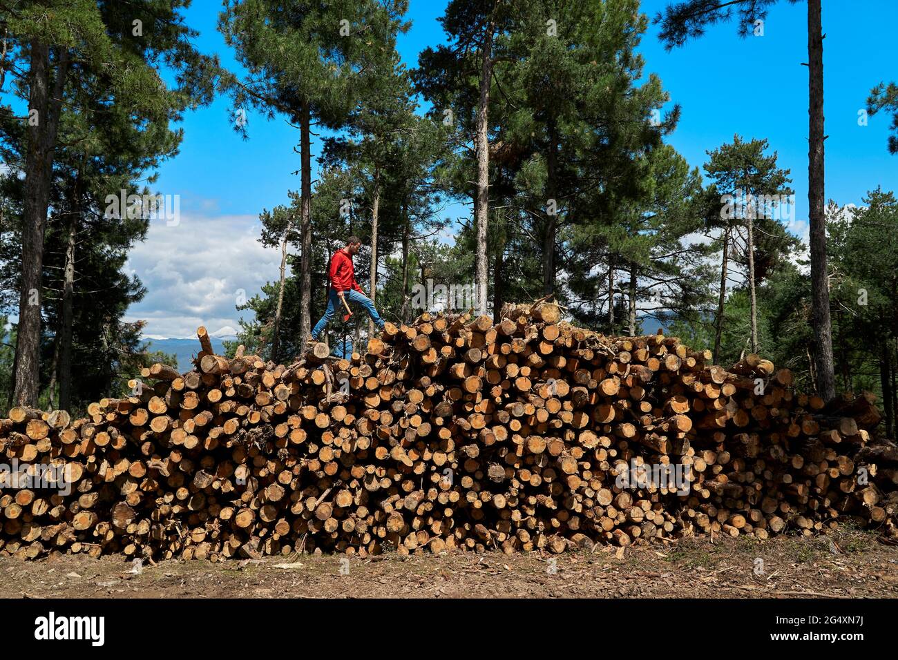 Logger maschio che cammina su tronchi di albero in foresta Foto Stock