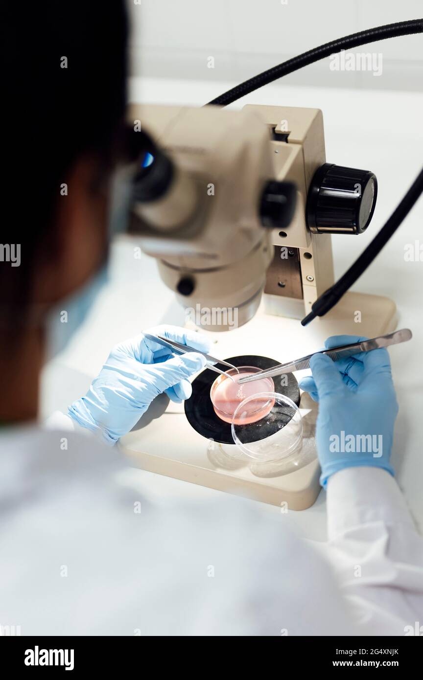 Scienziata femminile matura utilizzando pinzette durante l'analisi di campioni medici attraverso il microscopio in laboratorio Foto Stock