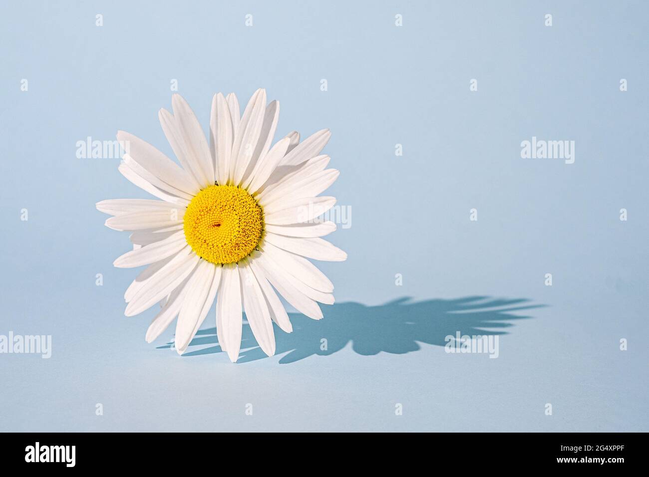 Audace surreale tendenza camomilla fiore su uno sfondo blu. Poster grafico contemporaneo. Foto Stock