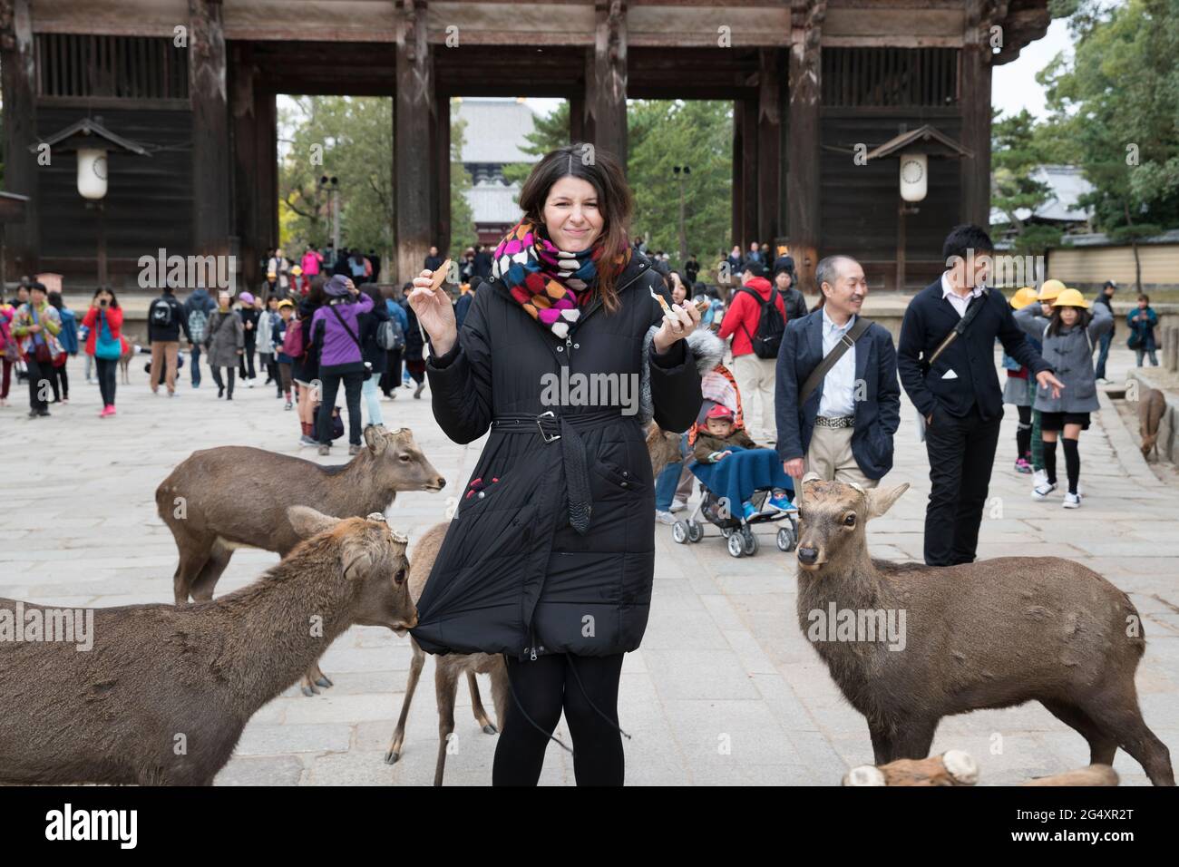 Una persona che alimenta i cervi nel parco di Nara di fronte alla Grande porta Sud del tempio di Todai in Giappone Foto Stock