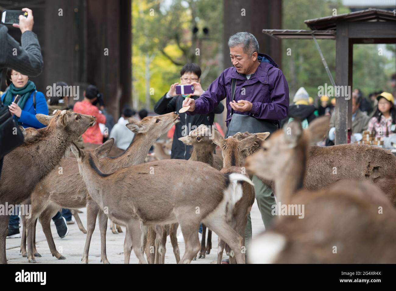 Una persona che alimenta i cervi nel parco di Nara di fronte alla Grande porta Sud del tempio di Todai in Giappone Foto Stock