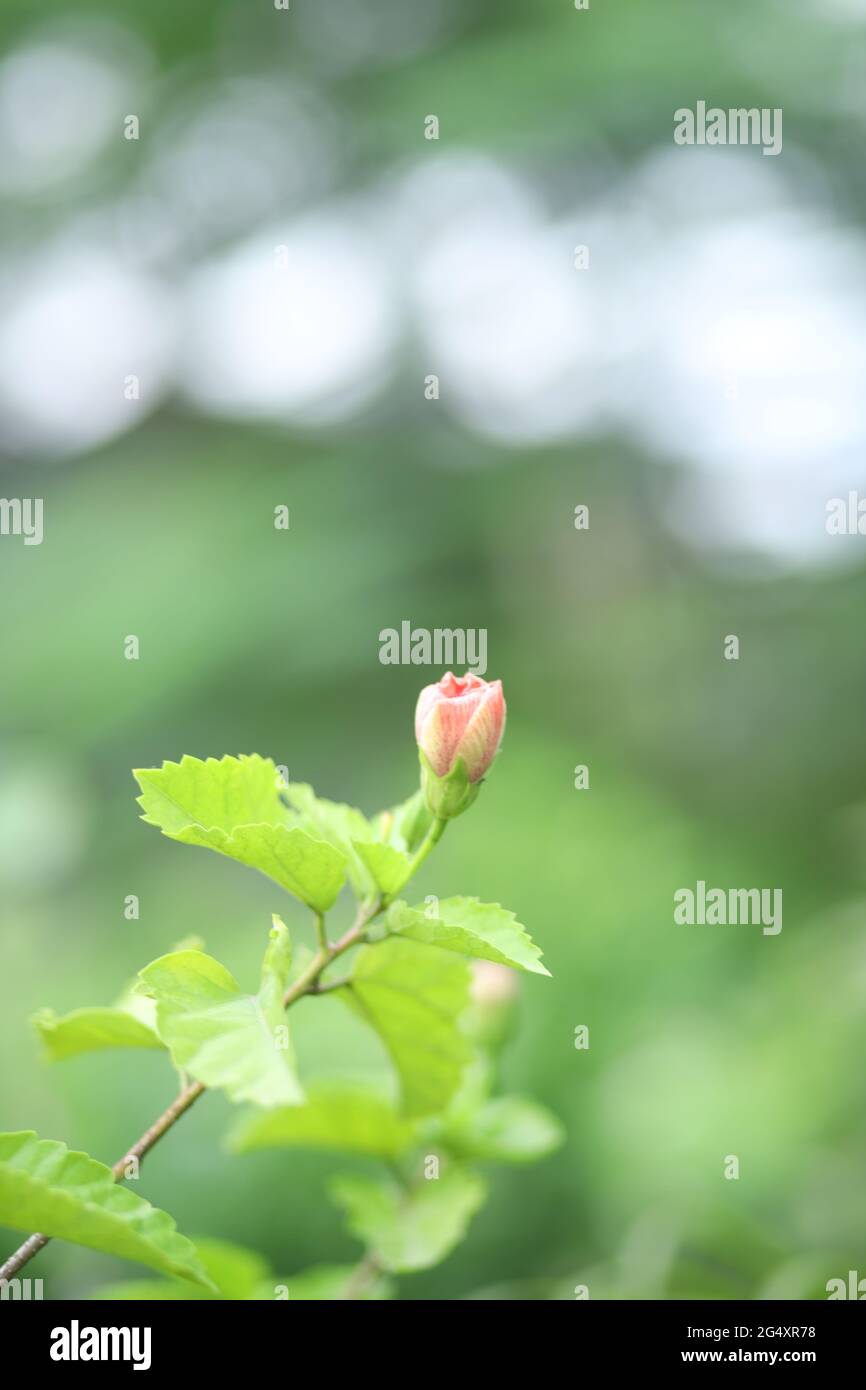 Bellissimo Ritratto di Rose Flower in uno sfondo verde tenue e sfocato in luce naturale Foto Stock