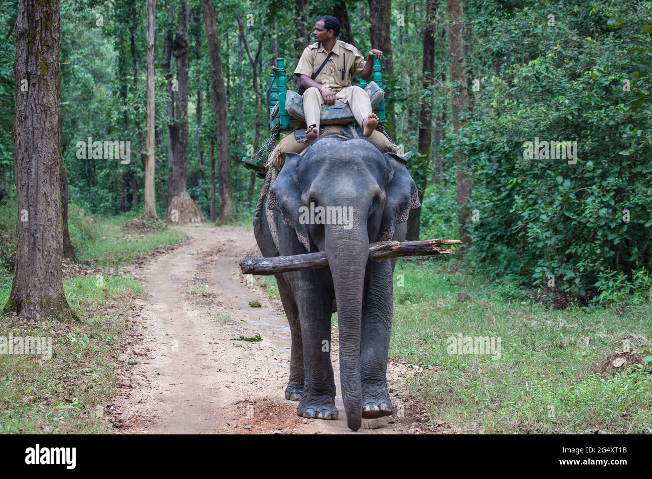 Ranger sulla pattuglia degli elefanti nel Parco Nazionale di Kanha, Madhya Pradesh, India. Foto Stock