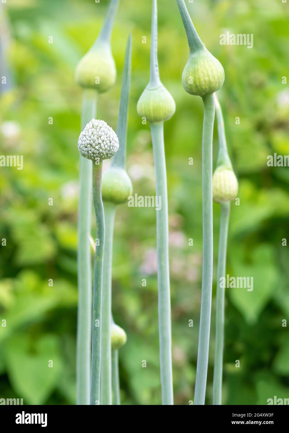 immagine verticale delle teste dei fiori di porro nel seme, fuoco selettivo sul fiore rotondo della testa, sfondo del giardino verde sfondo sfocato in giorno luminoso di sole Foto Stock