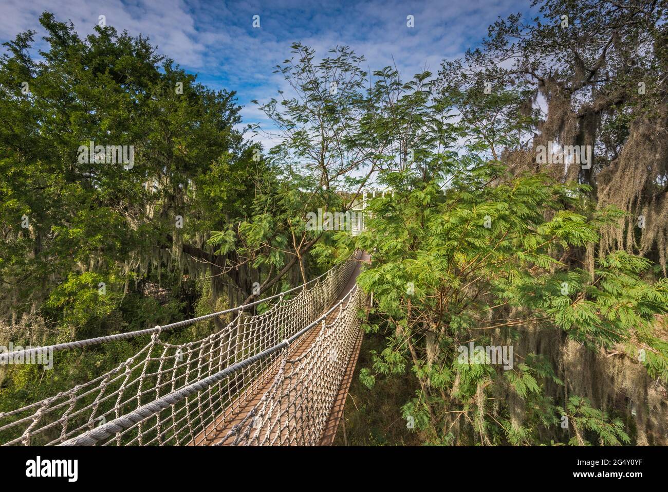 Il ponte sospeso pedonale sul bosco subtropicale nel Santa Ana National Wildlife Refuge, vicino Pharr, Texas, USA Foto Stock