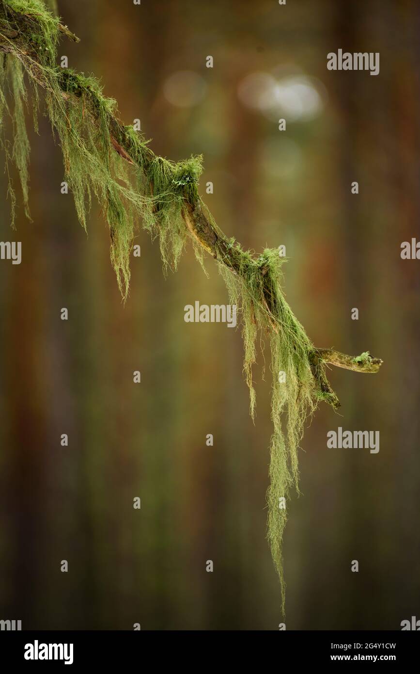 Particolare della barba di un vecchio uomo (Usnea barbata) in una pineta scozzese vicino a Les Angles (Capcir, Pyrénées Orientales, Occitanie, Francia) Foto Stock