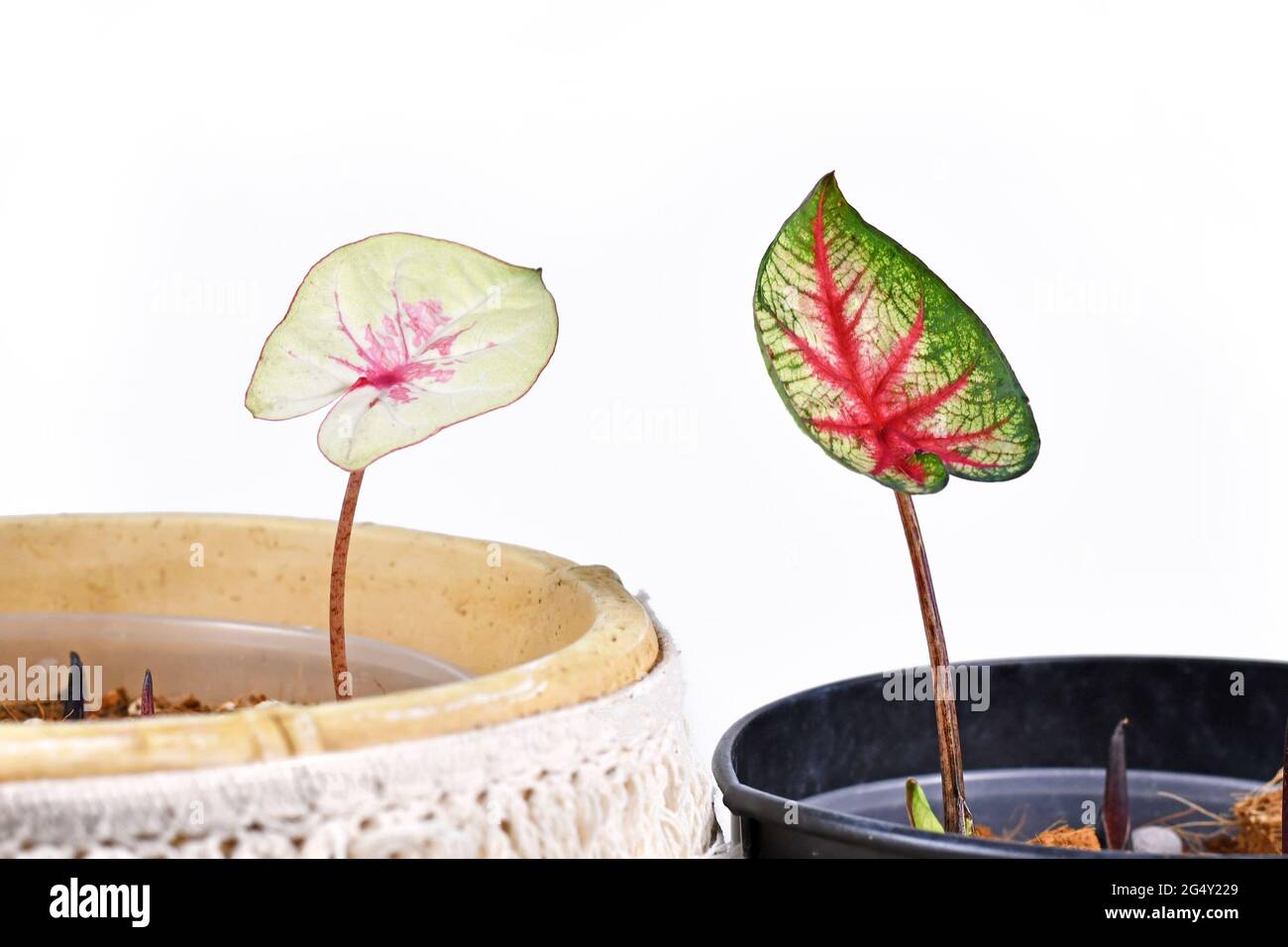 Coltivando piante tropicali colorate di Caladium da bulbi in vasi di fiori Foto Stock