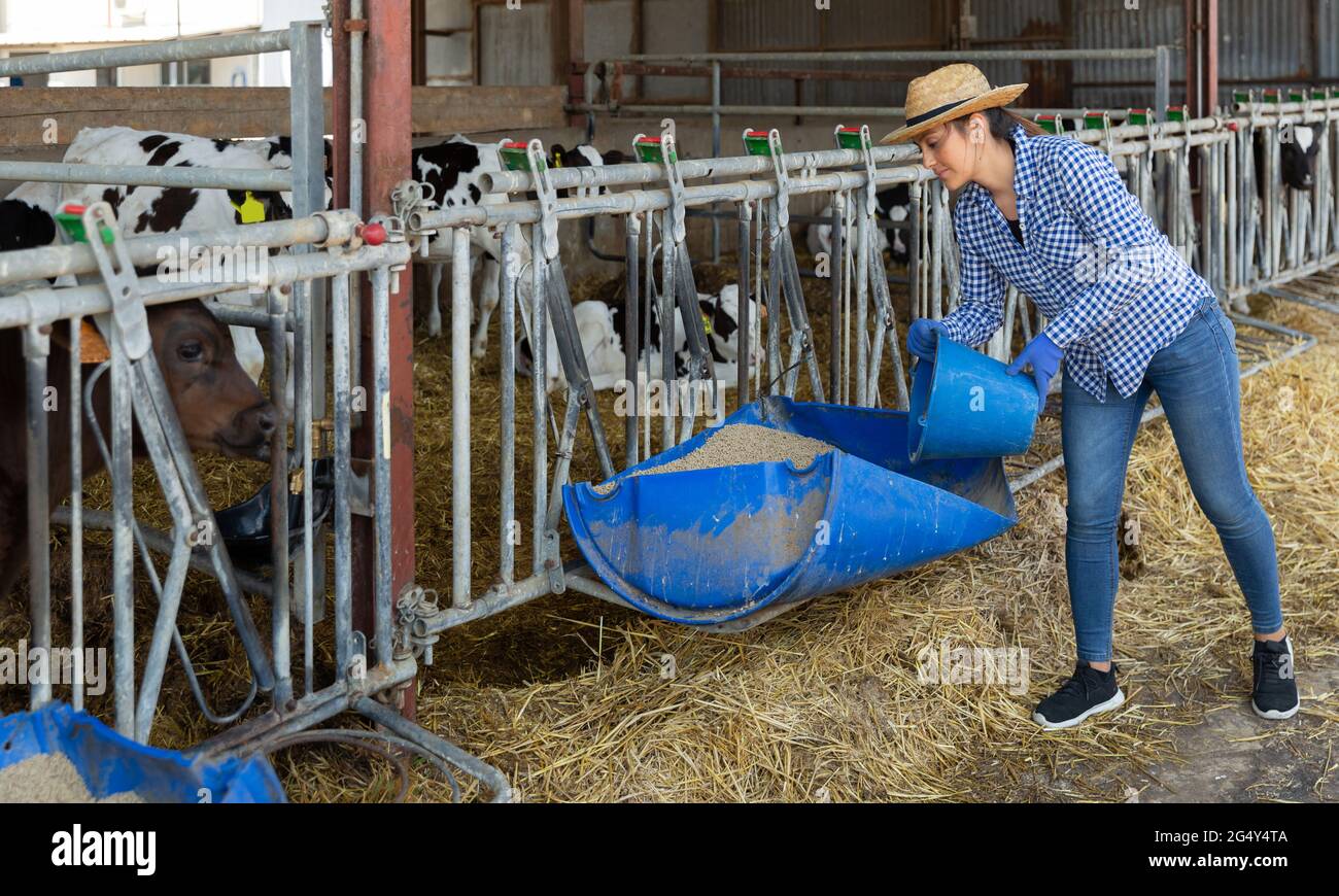 Femmina agricoltore che alimenta il vitello nella capanna Foto Stock