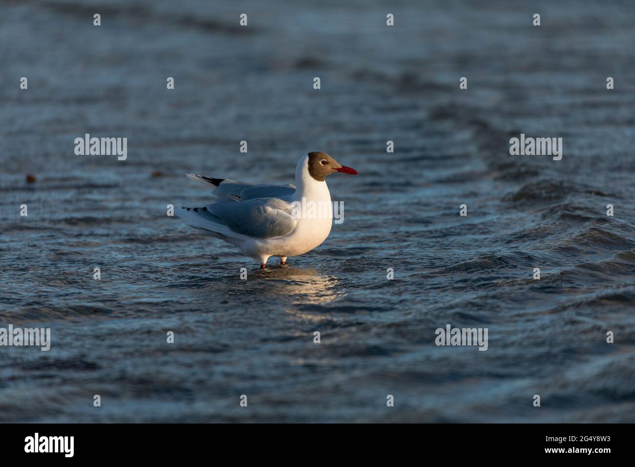 Gabbiano marrone con cappuccio; Chromicocephalus maculipennis; Falklands Foto Stock