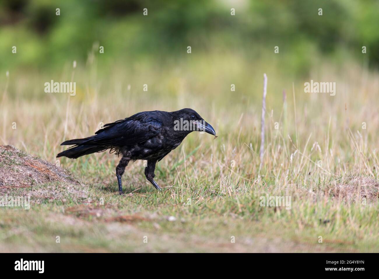 Carrion Crow; Corvus corone; Young; con Insect; UK Foto Stock