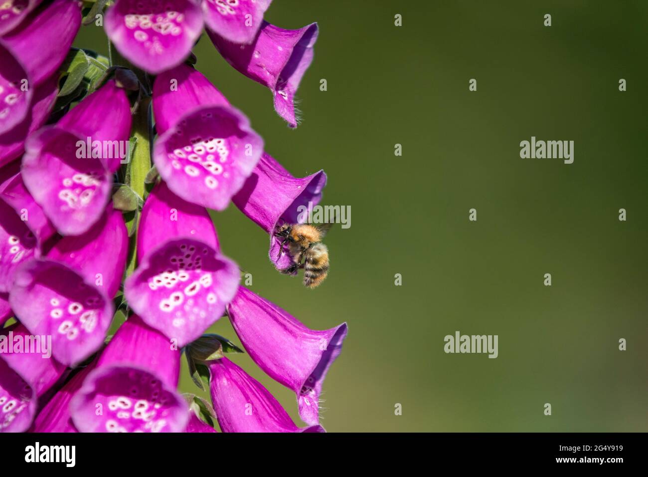 Comune carder Bee; Bombus pascuorum; su Foxglove flower; UK Foto Stock