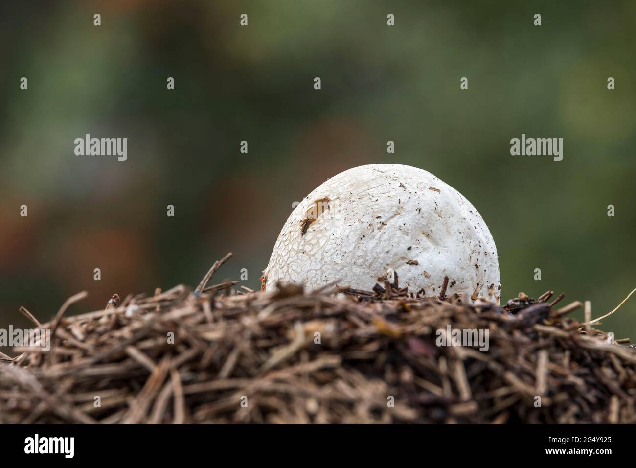 Uovo comune di Stinkhorn; Fallus impudicus; UK Foto Stock
