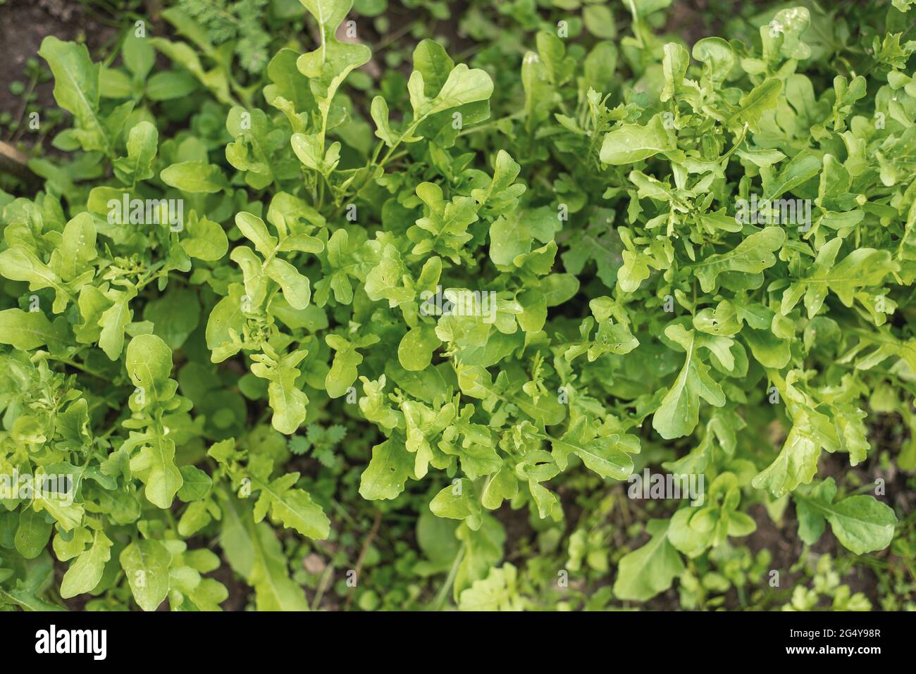 l'insalata verde di rucola cresce in giardino Foto Stock l'insalata verde di rucola cresce in giardino Foto Stock