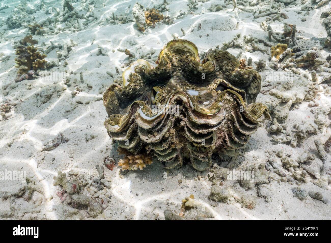 Clam gigante; Tridacna gigas; Maldive Foto Stock