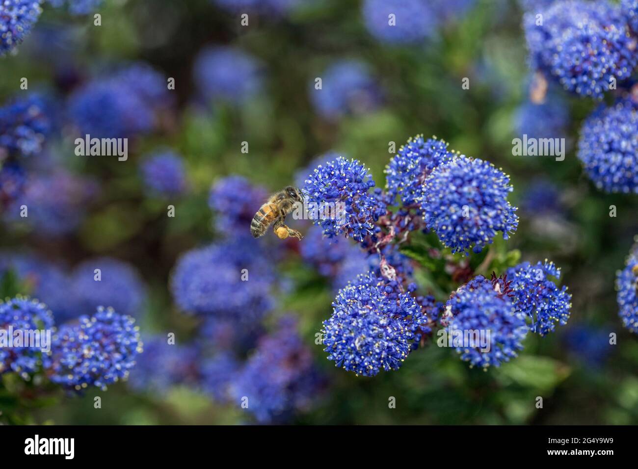 Honey Bee; Apis mellifera; Ceanothus; UK Foto Stock