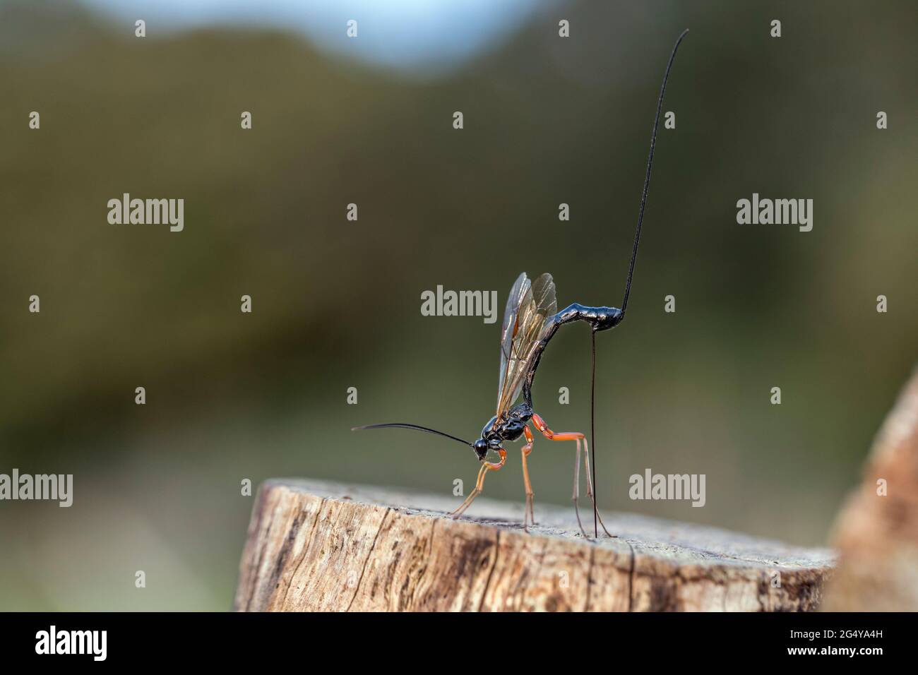 Ichneumon Wasp; Ephialtes manifestator; Female; deposizione delle uova; UK Foto Stock