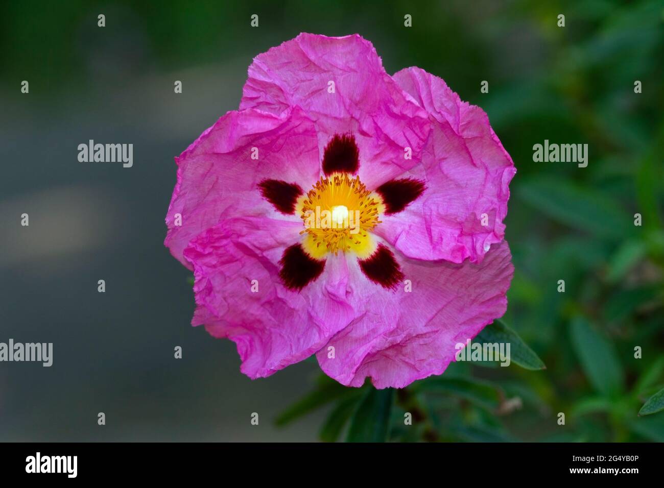 L'Orchid Rockrose è un ibrido coltivato che è molto popolare tra i giardinieri per i delicati fiori showy prodotti in estate. Foto Stock