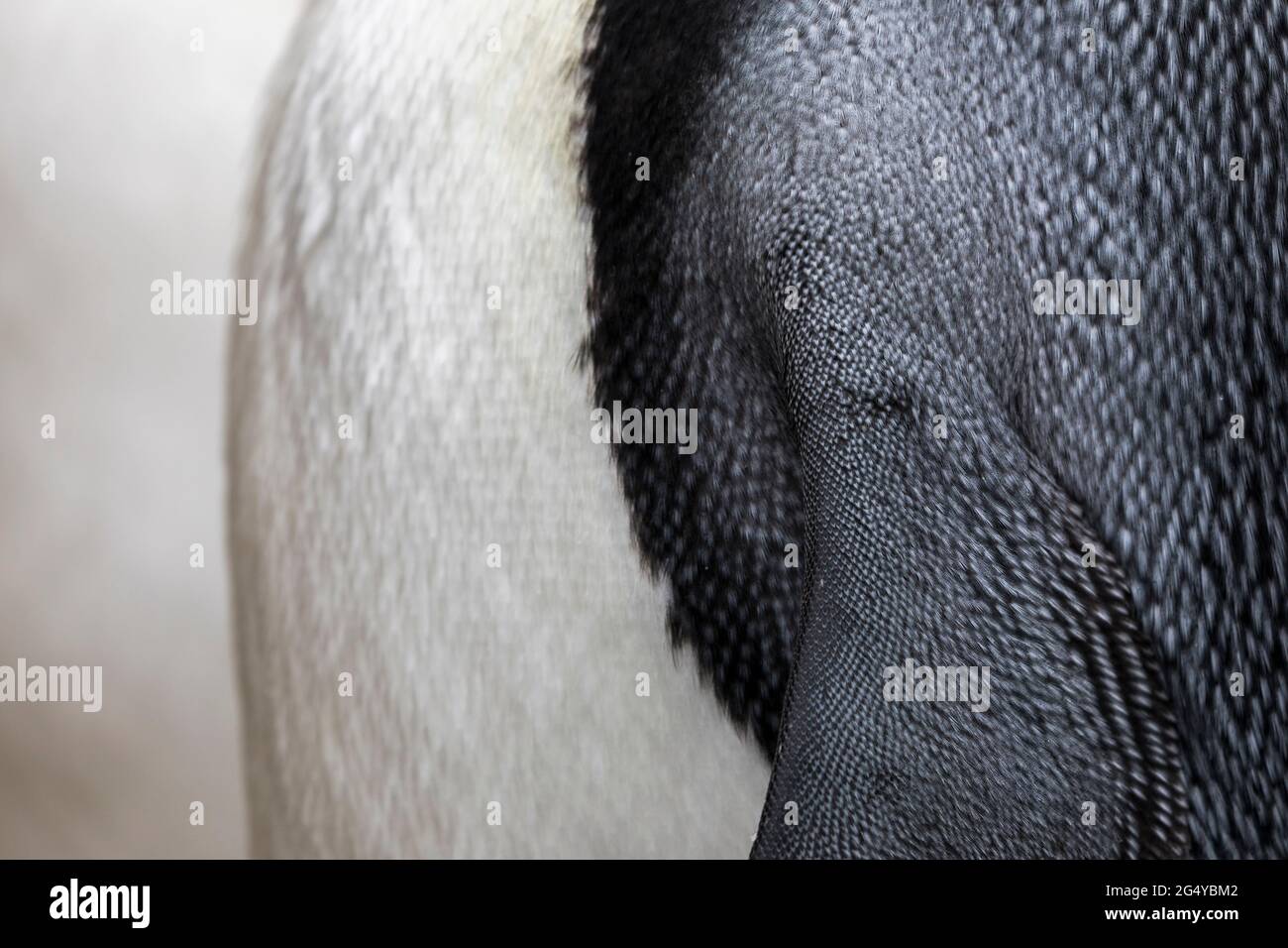 Re Pinguino; Appenodytes patagonicus; dettaglio; Falklands Foto Stock