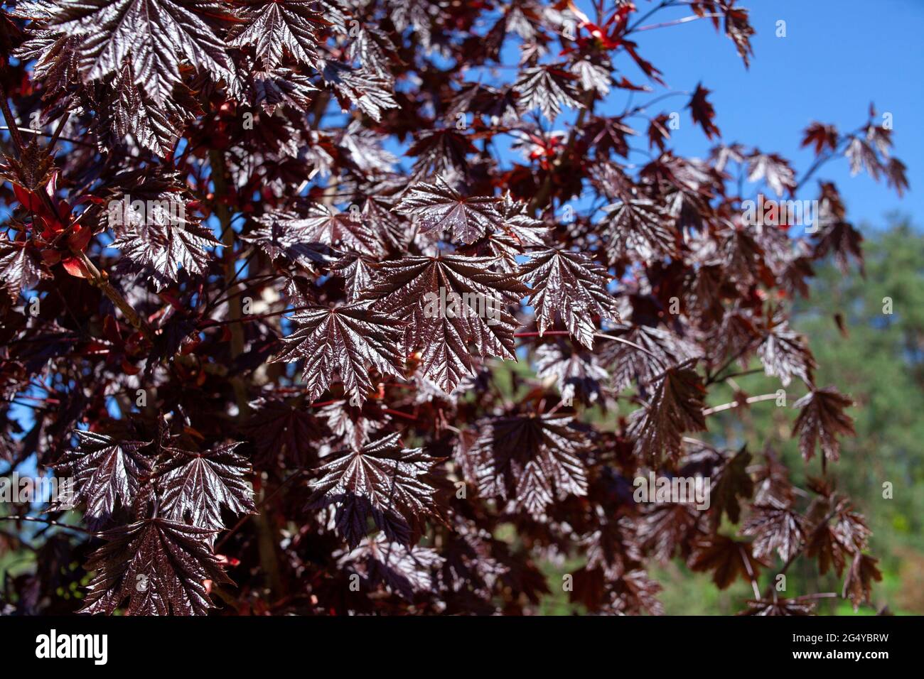 Primo piano su una foglia di Emerald Queen Maple - Acer platanoides var Royal Red. Fogliame di Borgogna. Foto Stock
