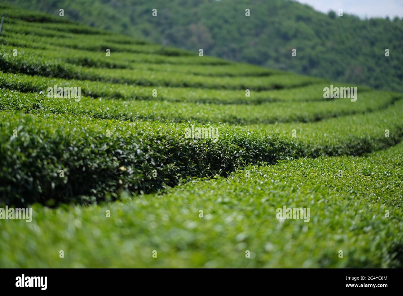 Modelli circolari di cespugli di tè in una fattoria di tè nella regione nord dell'altopiano della Thailandia Foto Stock