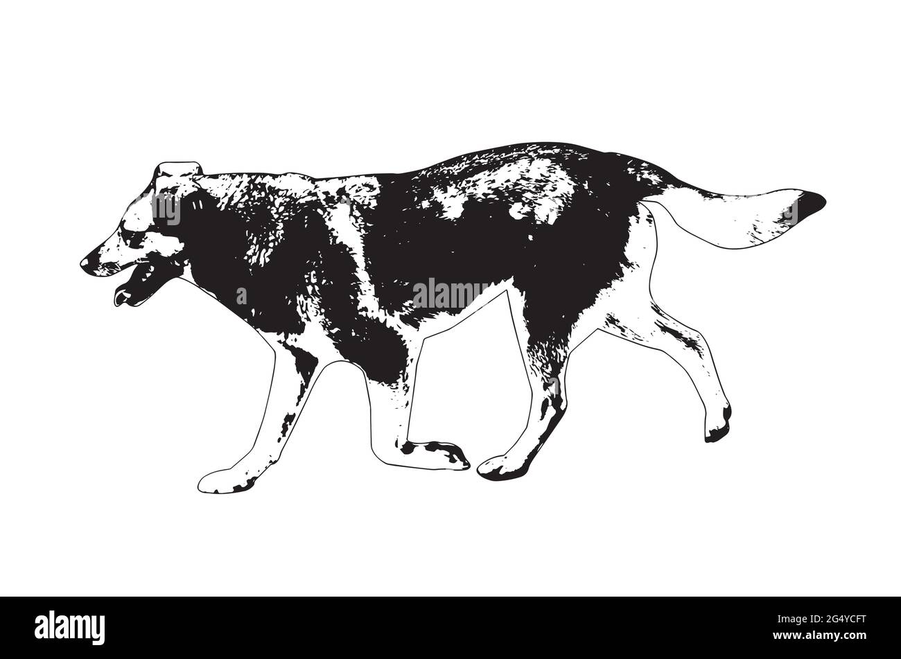 Profilo bianco e nero di un cane in corsa. Cane grande adulto di razza mista con bocca aperta e lingua che si stacca. PET. Illustrazione vettoriale. Illustrazione Vettoriale