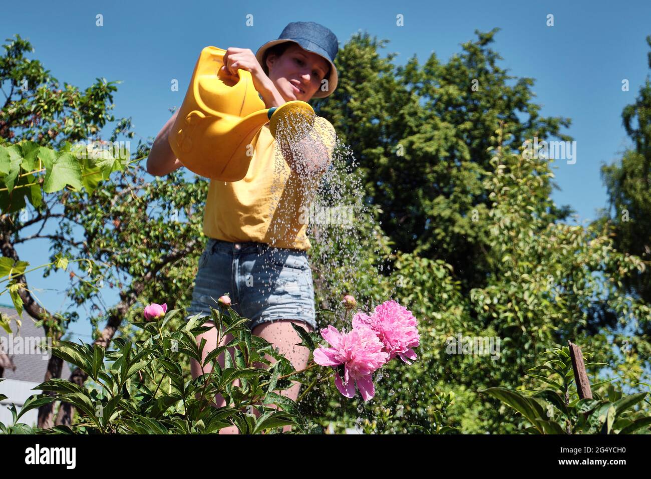 Donna annaffiatura fiori in giardino con annaffiatoio lattina. Giardinaggio domestico. Cura della pianta. Foto Stock