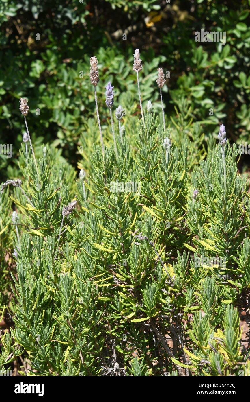 Lavanda frangiata - lavanda francese, Lavandula dentata, Lavandula dentata Foto Stock
