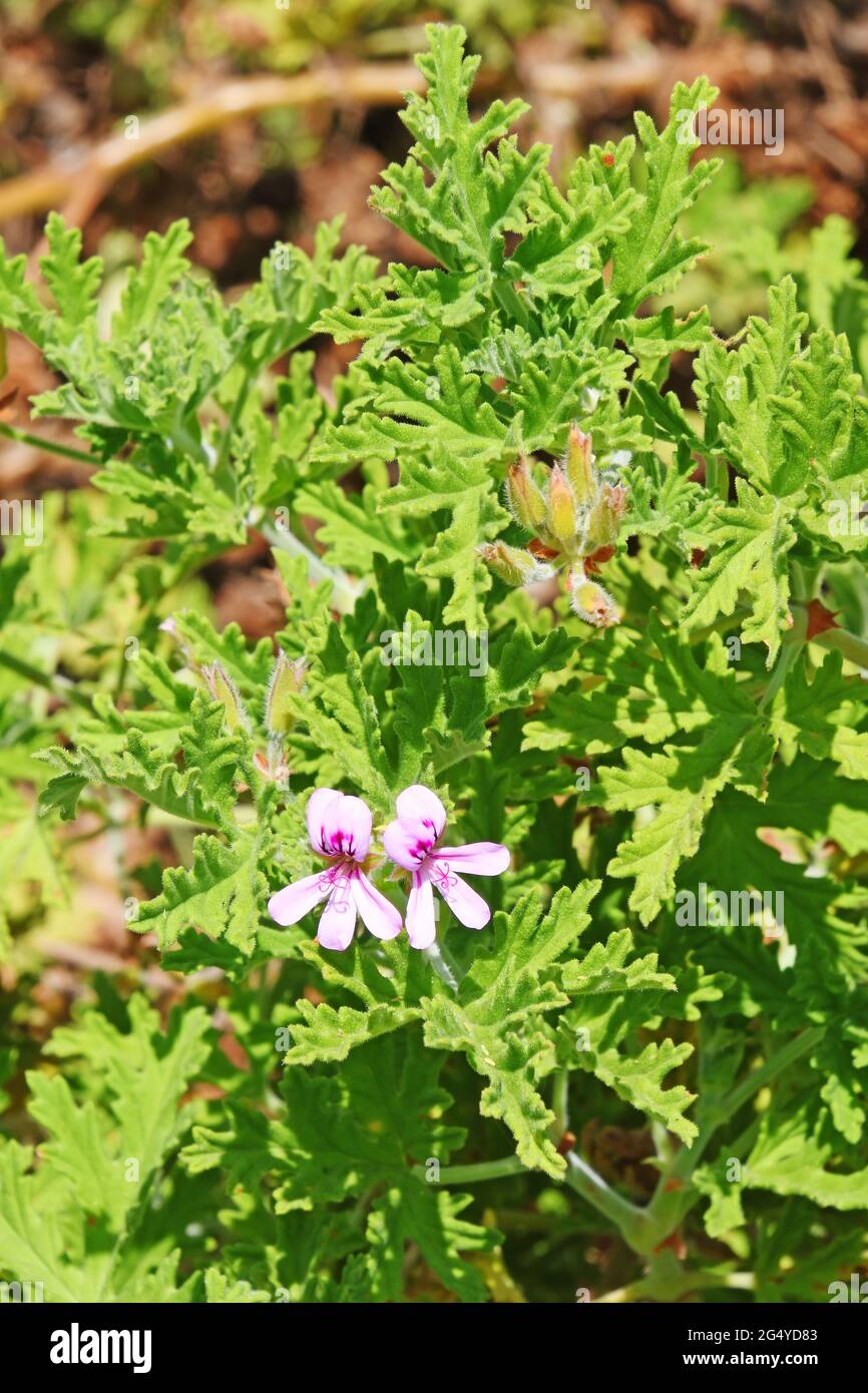 Pelargonio graveolens, geranio profumato dolce Foto Stock