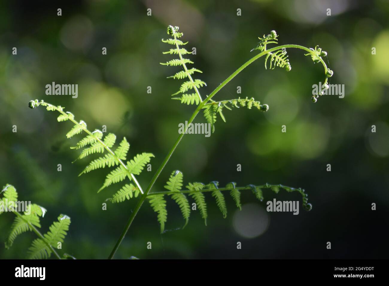 Fern scultorea Foto Stock