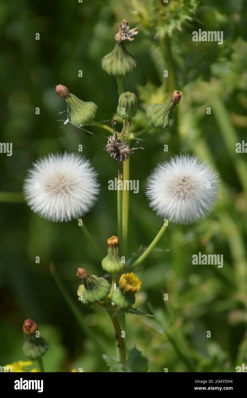Teste di semina di groundsel Foto Stock
