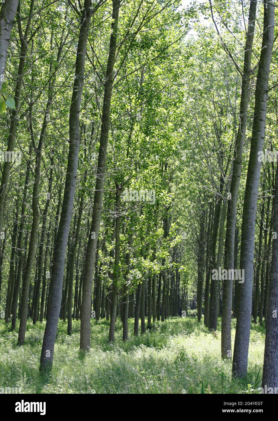 Pioppi boschetto con molti alberi piantati per ottenere cellulosa per  l'industria della carta Foto stock - Alamy