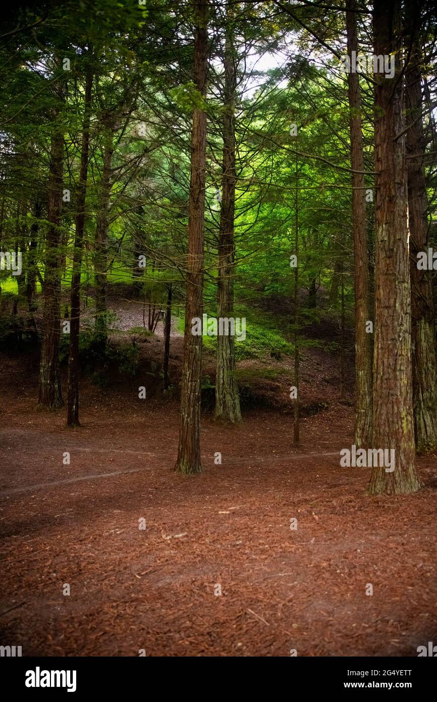 Forest Tree nel McLaren Falls Park, un parco situato lungo il lago McLaren e si trova a soli dieci minuti di auto dalla città di Tauranga in Nuova Zelanda Foto Stock