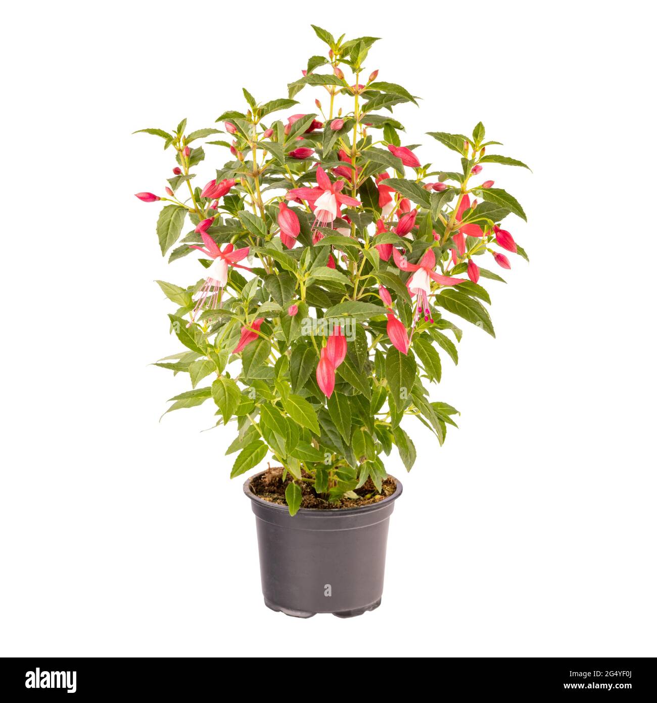 Fucsia magellanica, fiore rosa bianco in vaso isolato su sfondo bianco Foto Stock