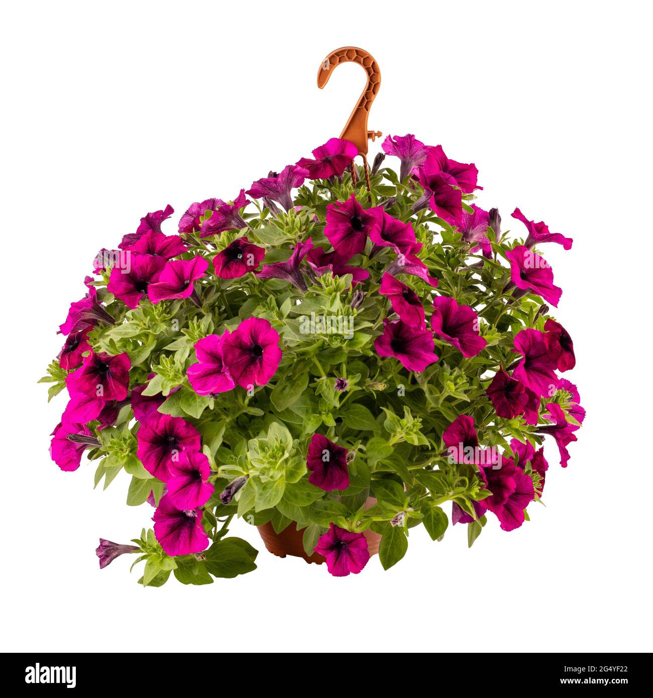 Calibrachoa o fiore di campana, fiore di un milione coltivato campana in vaso sospeso isolato su sfondo bianco Foto Stock