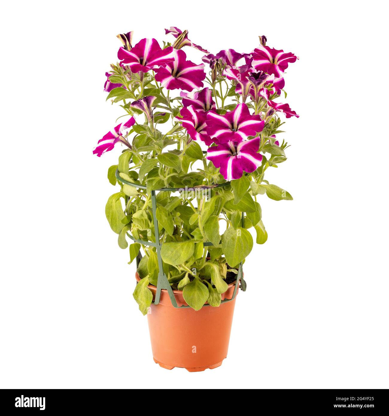 Fiore di petunia a strisce bianche e magenta in vaso isolato su sfondo bianco Foto Stock