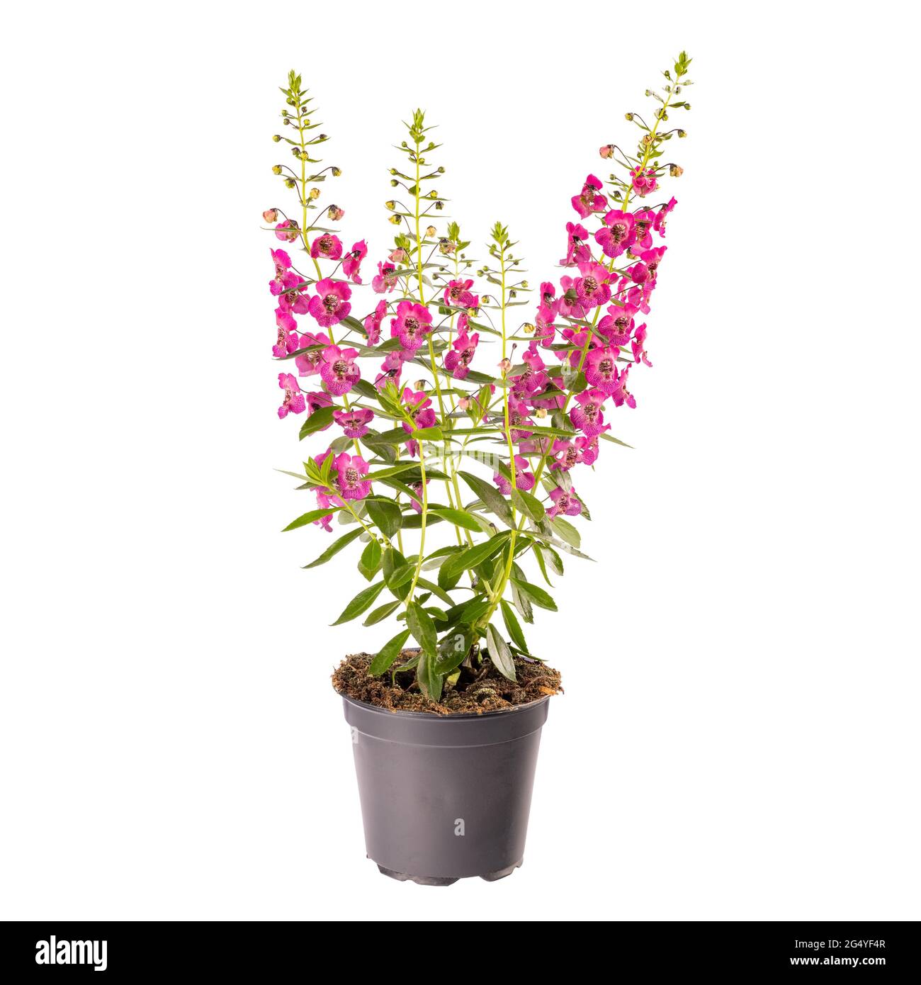 Bella fioritura di fiori di angelonia isolato su sfondo bianco Foto Stock