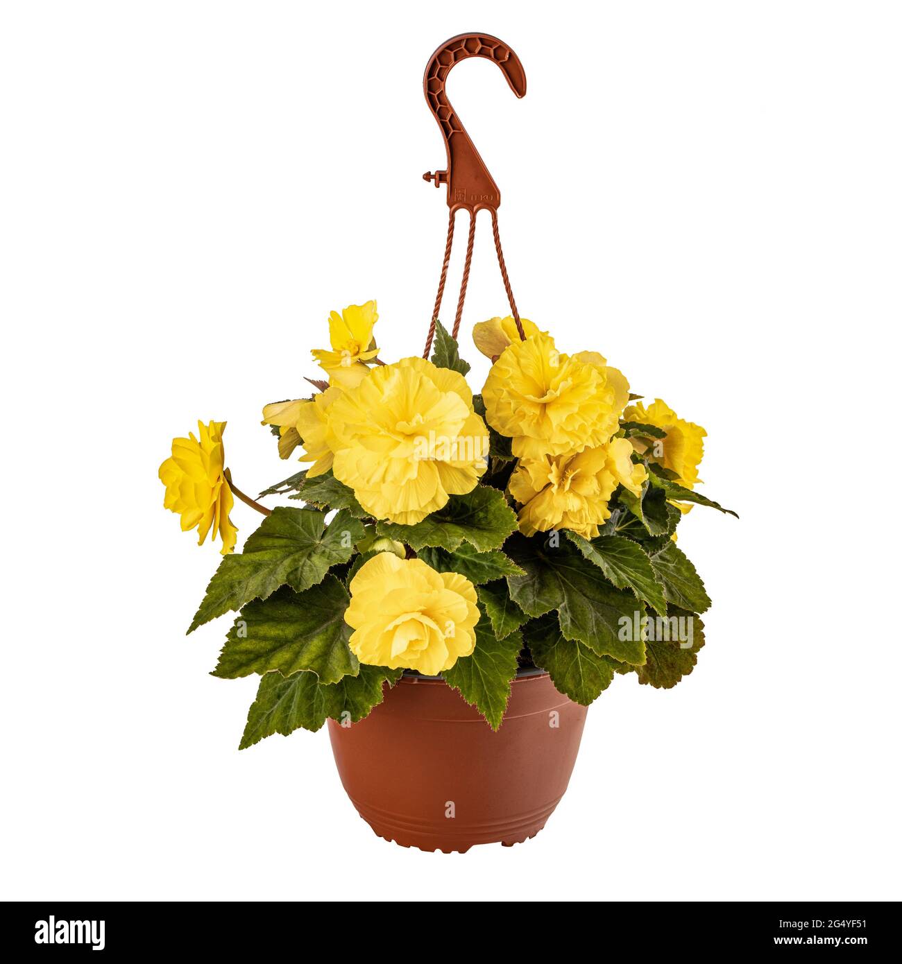 Begonia con fiori gialli in vaso di fiori appesi isolato su sfondo bianco Foto Stock
