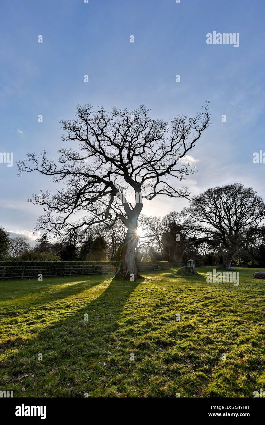 Giardini Pinetum; Cornovaglia; Regno Unito Foto Stock