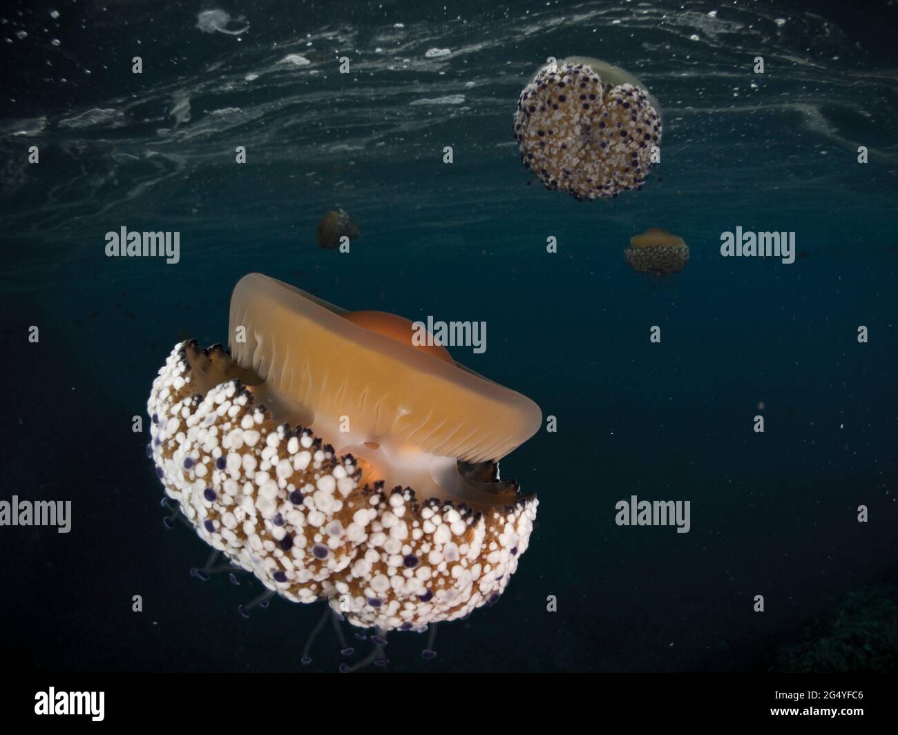 Mediterraneo uovo fritto Medusa - Cotylorhiza tuberculata Foto Stock