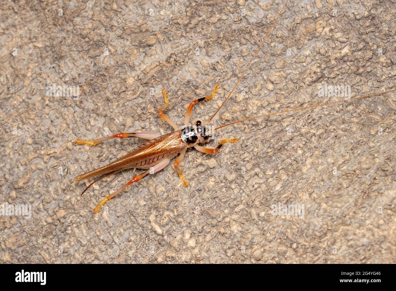 Bark Cricket, Teleogryllus indicus, Satara, Maharashtra, India Foto Stock