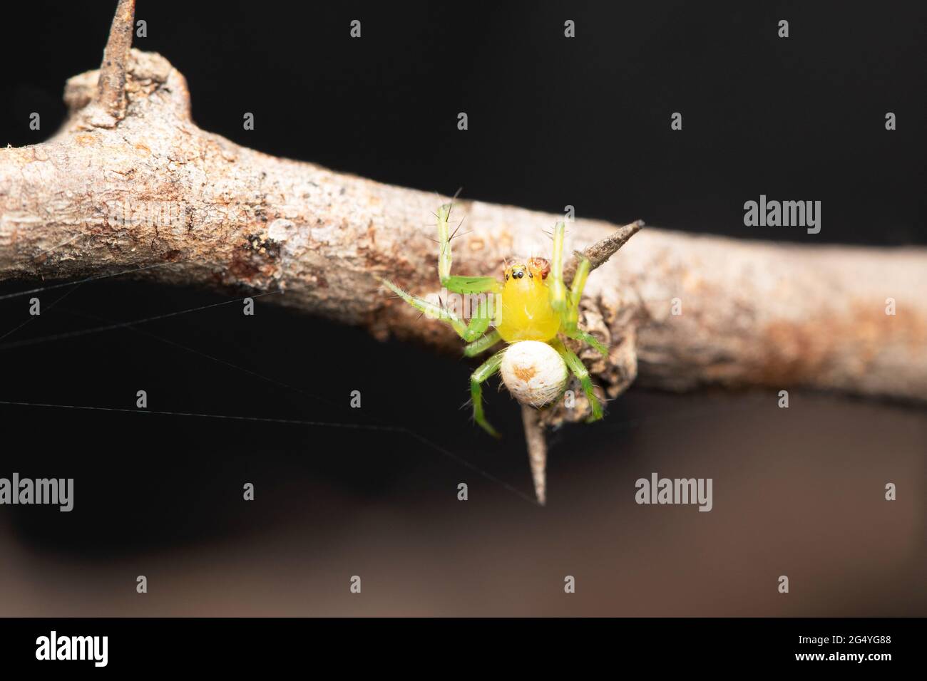 Closeup di rene orb tessitore, Araneus mitificus, Satara, Maharashtra, India. Ragno Pringles Foto Stock