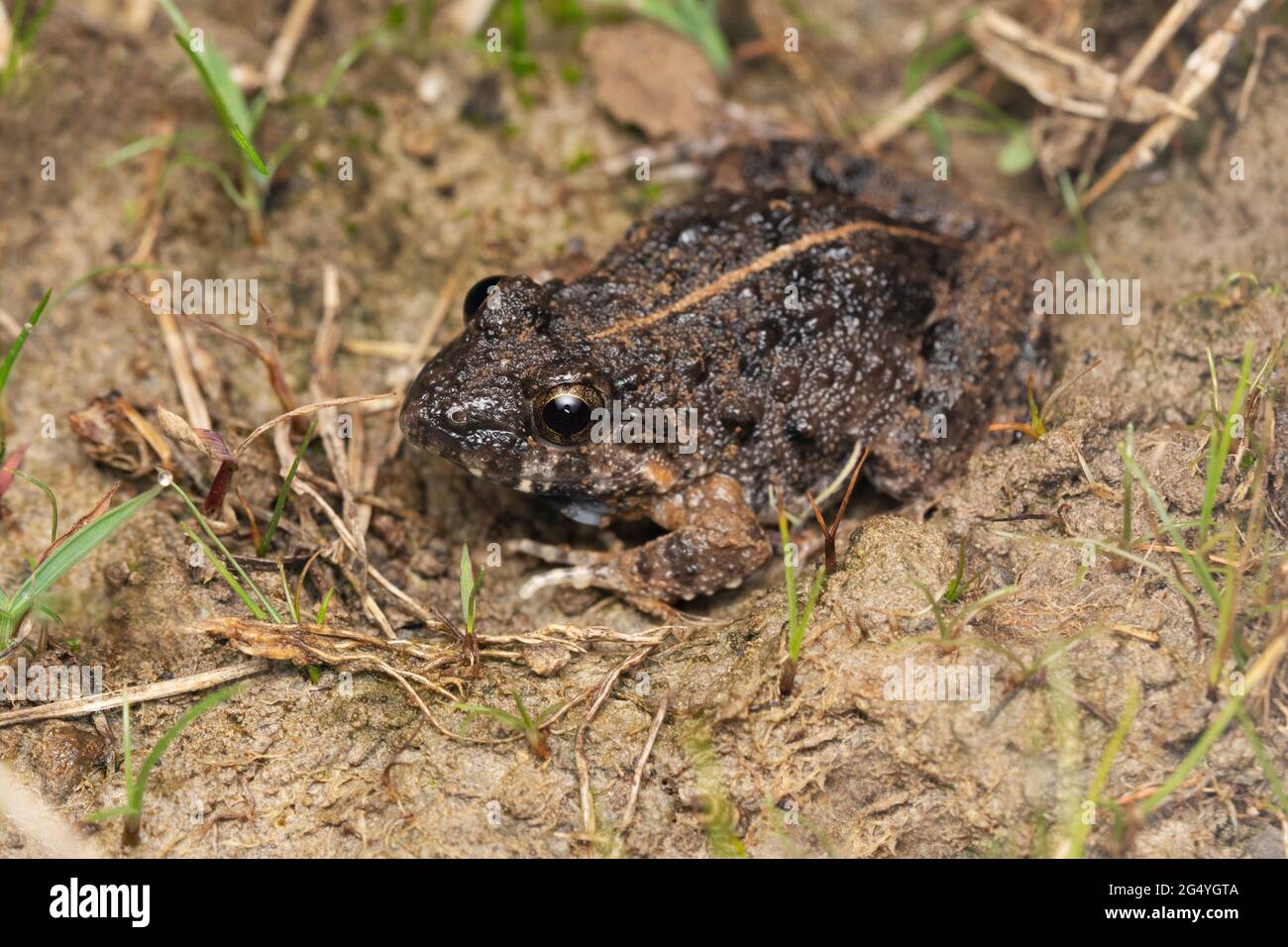 Rana dagli occhi dorati, Fejervarya limnocaris, Satara, Maharashtra, India Foto Stock