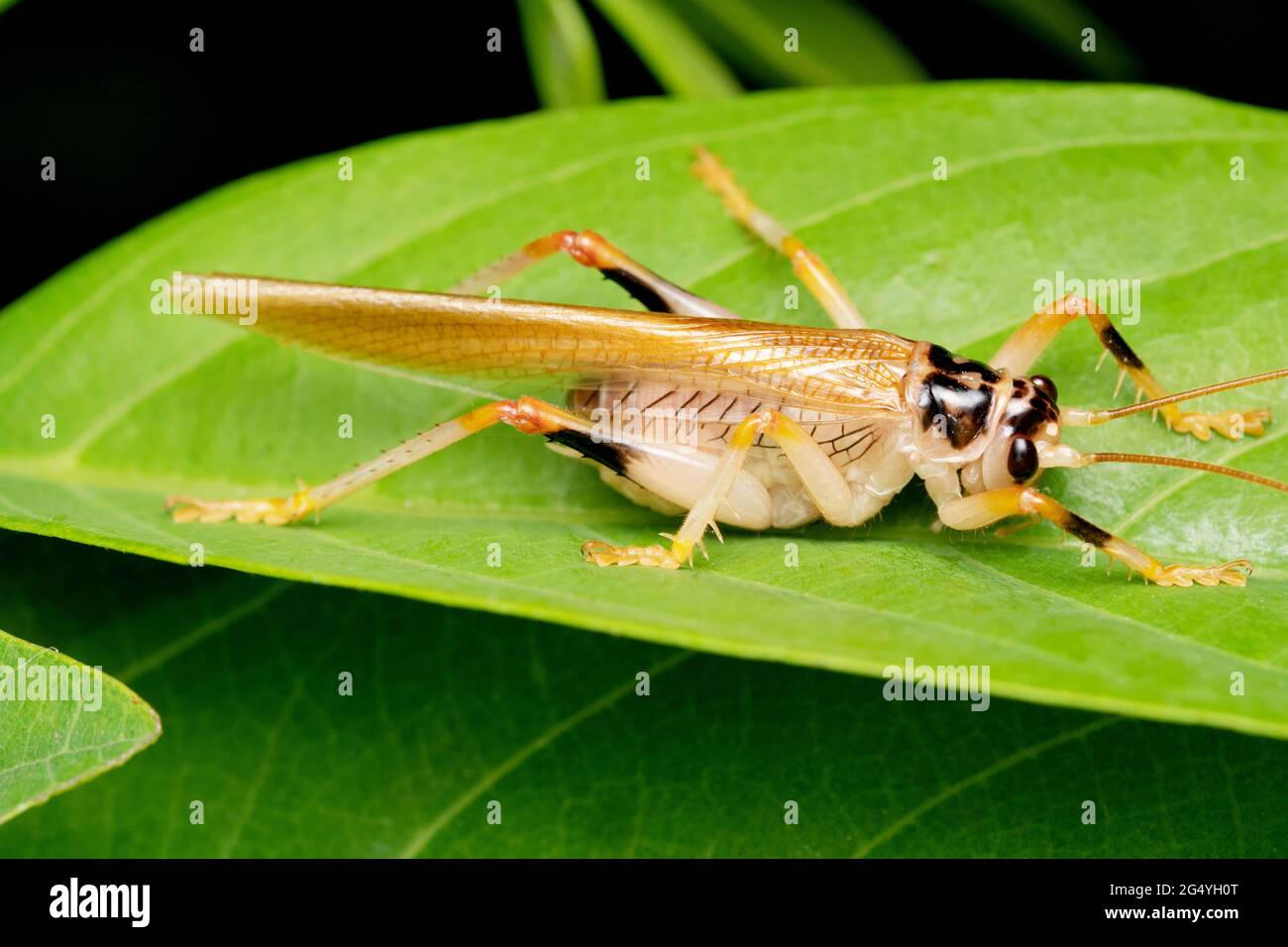 Leaf Cricket, Teleogryllus emma, Satara, Maharashtra, India Foto Stock