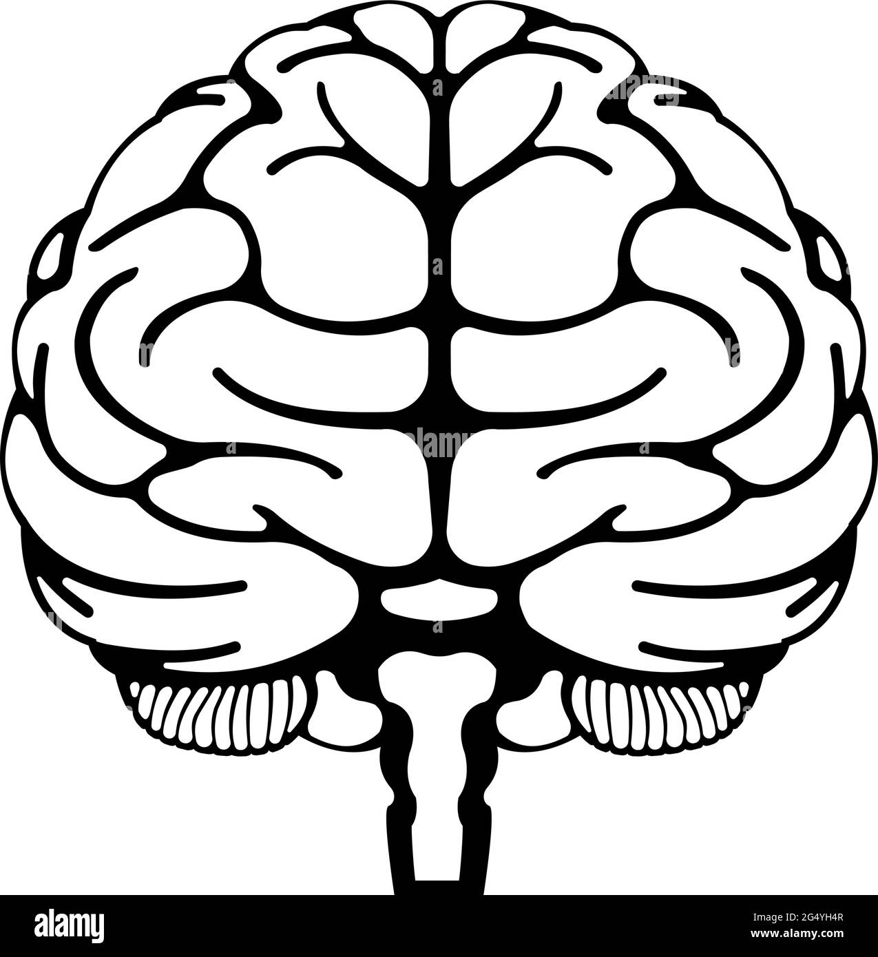 Illustrazione vettoriale del cervello umano (vista frontale) Illustrazione Vettoriale