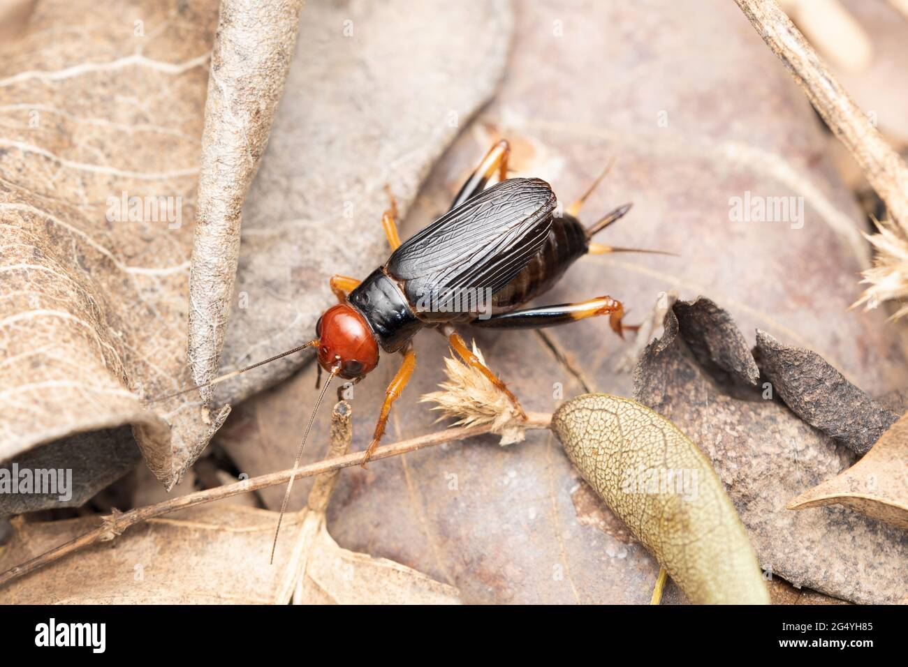 Campo oceanico Cricket, Teleogryllus oceanicus, Satara, Maharashtra, India Foto Stock